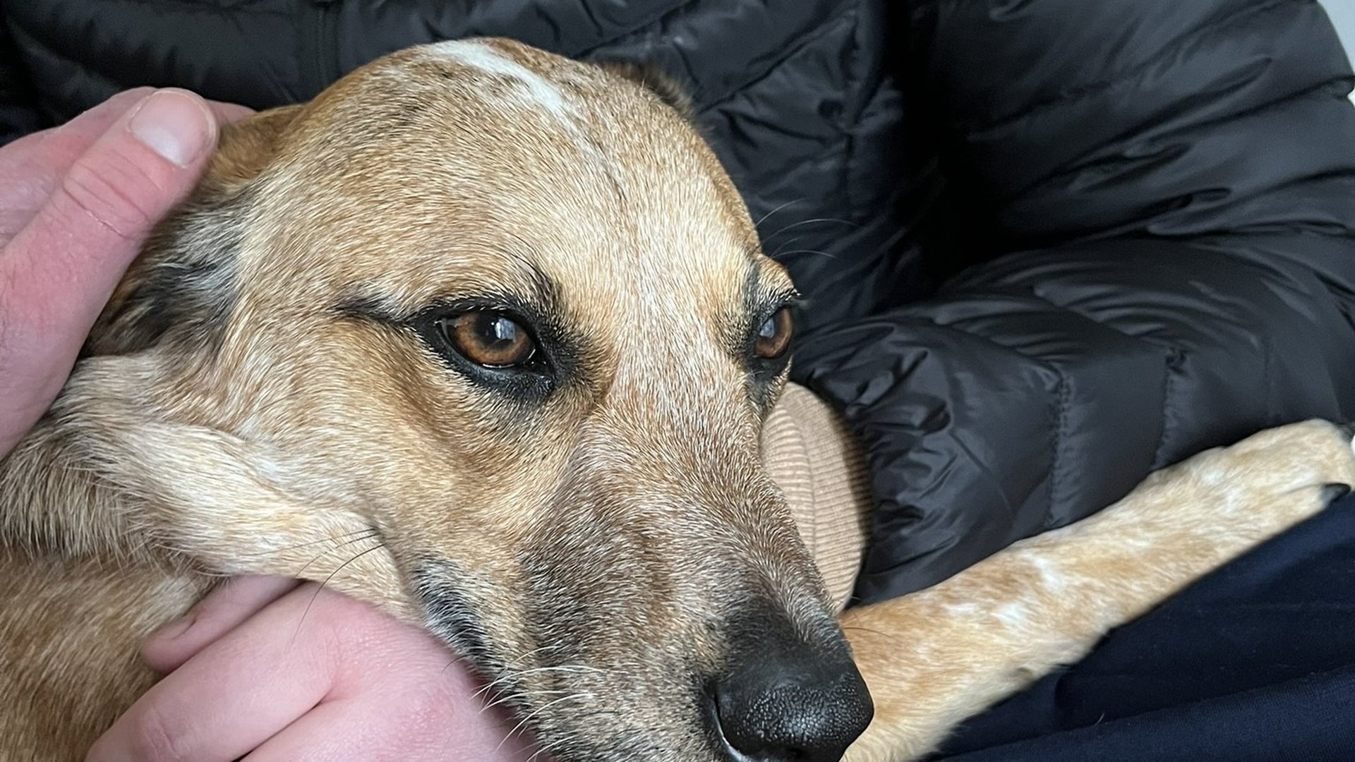 Sinopah resting her head in Mark’s hands after a hard day