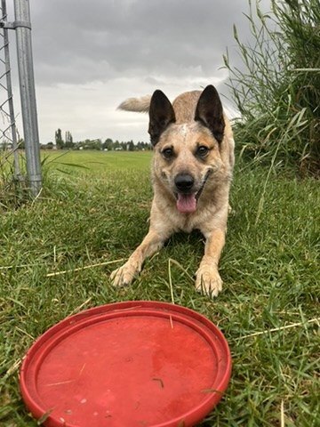 Sinopah in a play-bow over her red disc, ready for the next throw