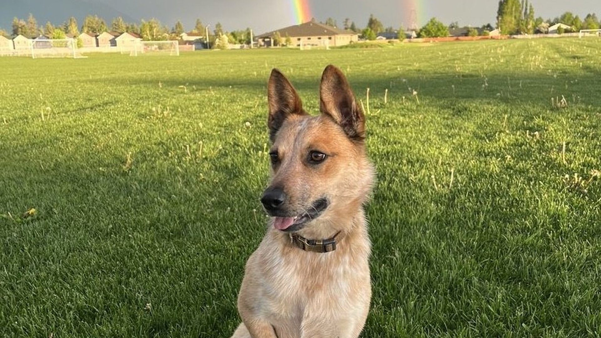 Sinopah sitting alert under a double rainbow and storm sky