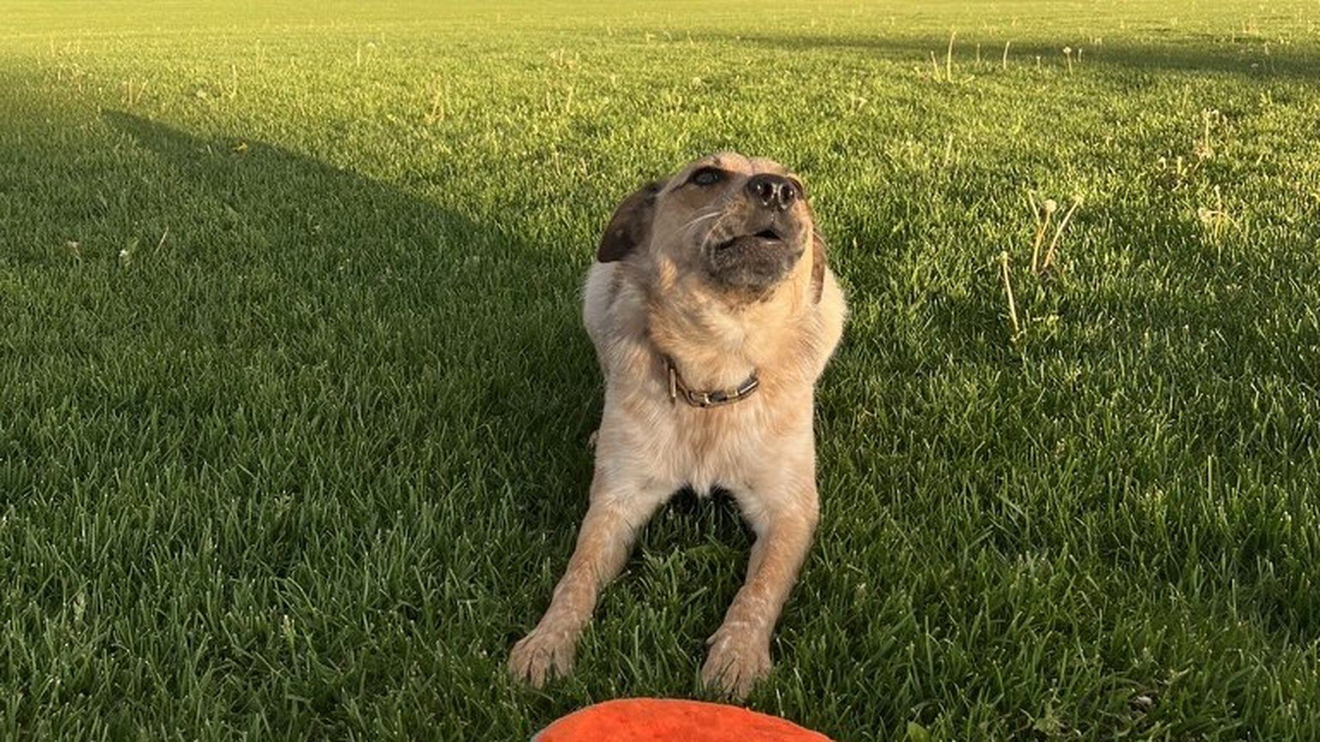 Sinopah looking up under a storm sky and double rainbow with a fetch toy in the grass