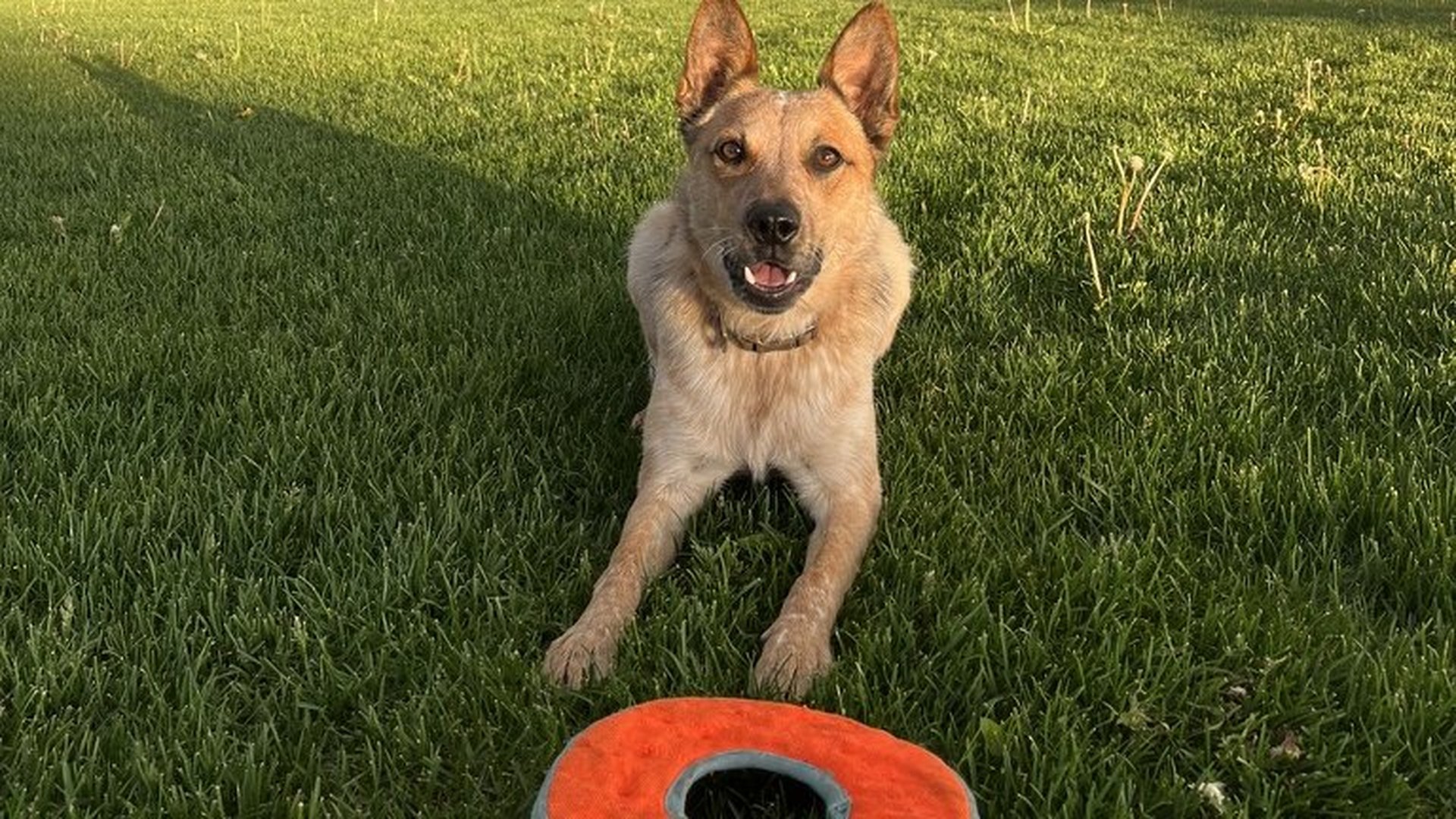 Sinopah in the grass with a fetch toy under a double rainbow and storm sky