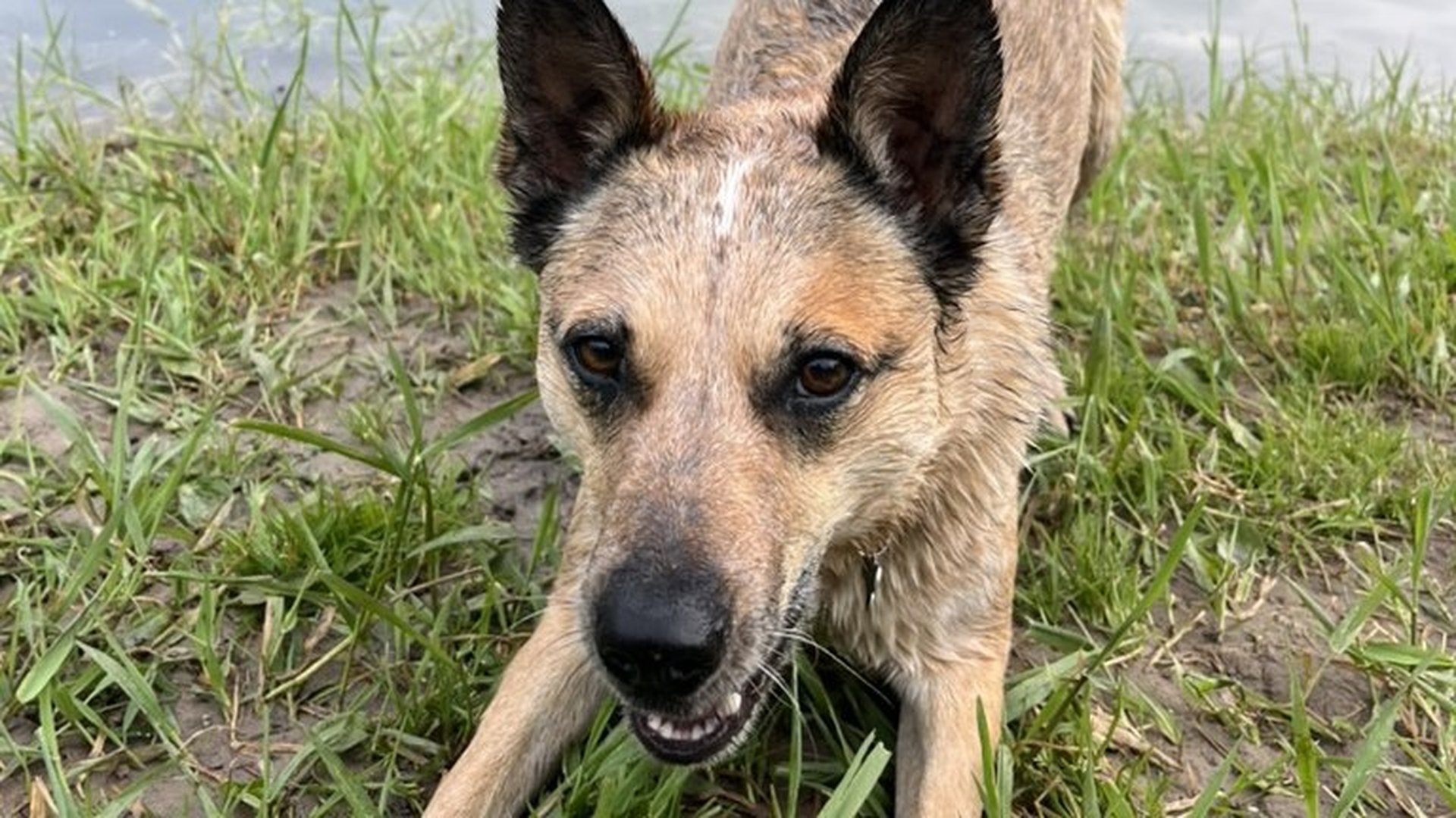 Sinopah in a play-bow on a riverbank after a cold-water session