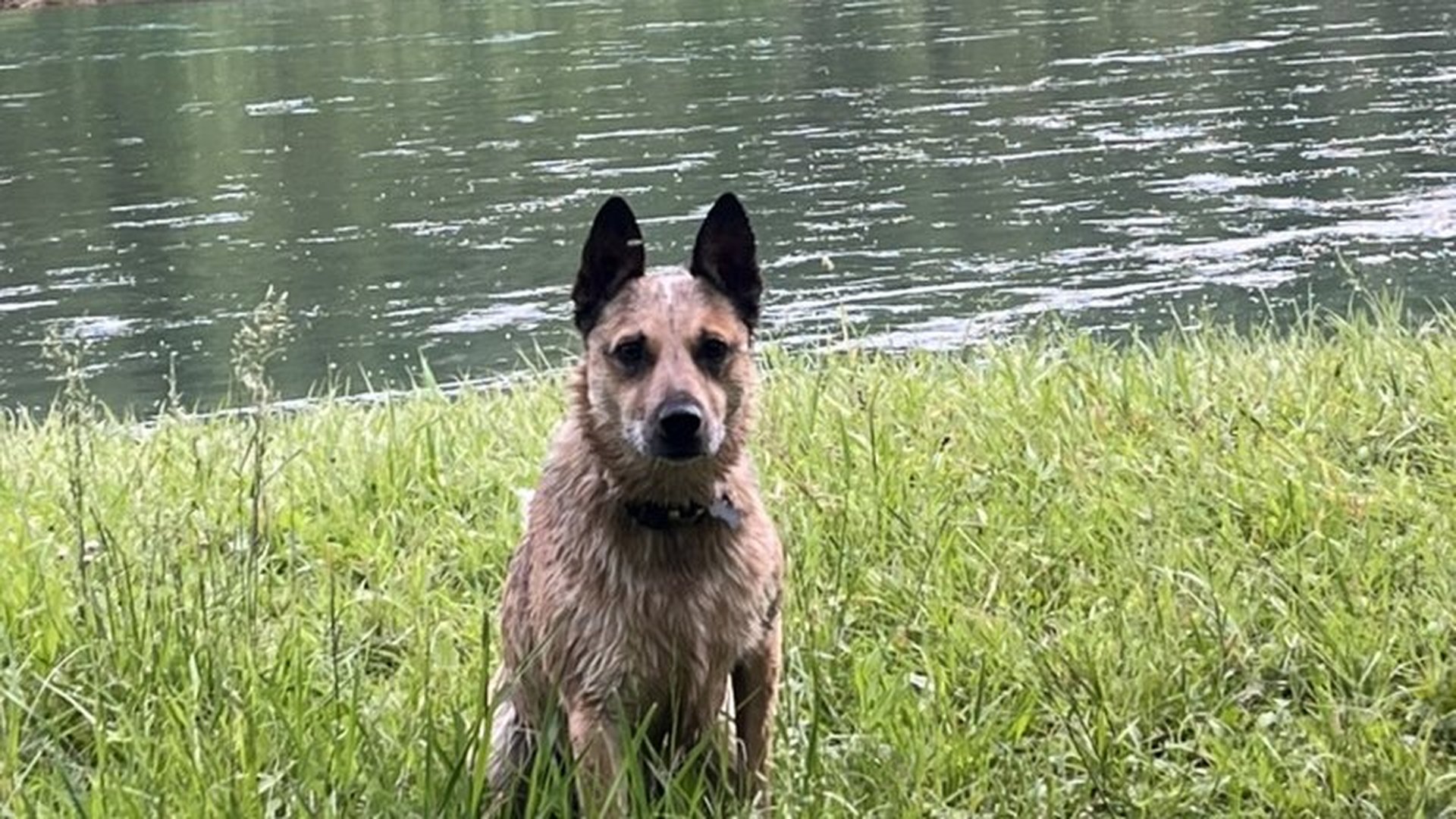 Sinopah wet from the river, sitting in tall grass with forest behind her