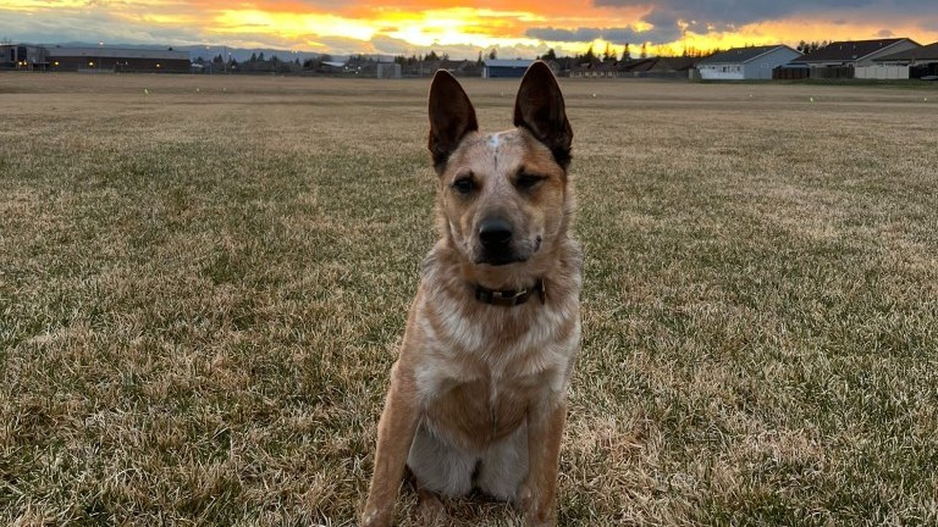 Sinopah sitting in a field under a storm sky with a bright band of sunset on the horizon